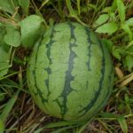 Thumbnail of post image 177
