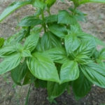 Thumbnail of post image 159