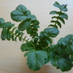 Thumbnail of post image 072