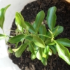 Thumbnail of new posts 199