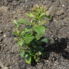 Thumbnail of new posts 096