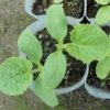 Thumbnail of new posts 076