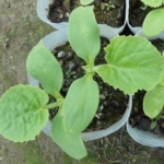 Thumbnail of post image 064